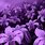 Cute Purple Flower Background