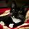 Cute Tuxedo Cat Wallpaper