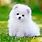 Cute White Pomeranian