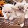 Cute and Fluffy Kittens