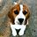 Cutest Beagle in the World