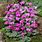 Cyclamen Coum Bulbs