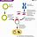 DNA Cloning Process