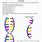 DNA Double Helix Worksheet