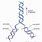 DNA Replication Labeling Diagram