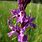 Dactylorhiza