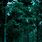 Dark Green Forest Aesthetic