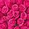 Dark Pink Roses Images