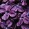 Dark Purple Flowers