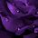 Dark Purple Roses Flowers