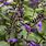 Dark Purple Salvia Perennial