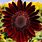 Dark Red Sunflower