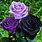 Dark Rose Flower