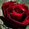Darkest Red Rose