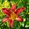 Daylilies Flowers