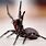 Deadly Funnel Web Spider
