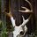 Deer Skull Photography