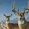 Deer Wallpaper for Xbox