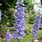 Delphinium Denudatum