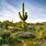Desert Cactus Plants
