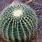 Desert Plants Barrel Cactus