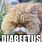 Diabeetus Cat Meme