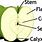 Diagram of Apple