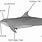 Diagram of Dolphin