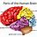 Diagram of Parts of the Brain