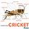 Diagram of a Cricket