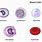 Different Blood Cell Types