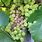 Diseases of Grape Vines