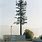 Disguised Cell Phone Tower