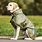 Dog Coat for Labs