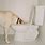 Dog Drinking Toilet Water