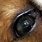 Dog Dry Eye