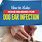 Dog Ear Infection Home Remedy