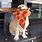 Dog Eating Pizza Meme