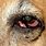 Dog Eye Injury