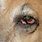 Dog Eye Swelling