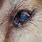 Dog Has Eye Infection