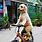 Dog On Bicycle