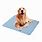 Dog On the Mat