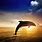 Dolphin HD Wallpaper for PC