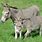 Donkey with Foal