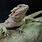 Dragon Agama Lizard