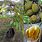 Durian Kaki 3