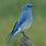 Eastern Mountain Bluebird
