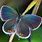 Eastern Tailed Blue Butterflies