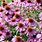Echinacea Flower Seeds